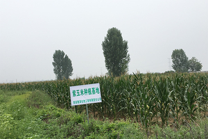 2015年、同社は国家を対象とした貧困緩和政策に積極的に対応し、吉林省の地元農家と協力してブルーベリーとパープルを確立しました-トウモロコシ生産拠点.2